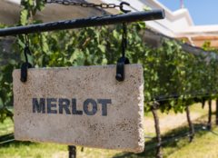 Merlot