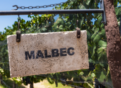 Malbec