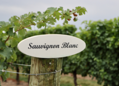 Sauvignon Blanc