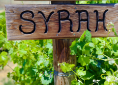 Syrah