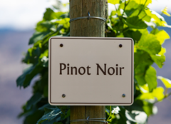 Pinot Noir