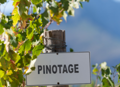 Pinotage