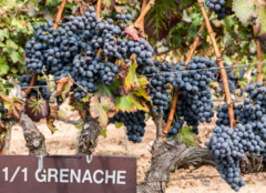 Grenache