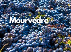 Mourvèdre