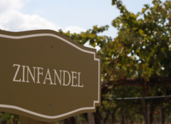 Zinfandel