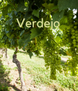 Verdejo