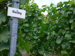 Riesling