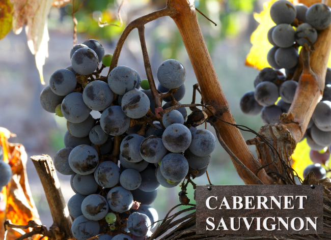 Cabernet Sauvignon