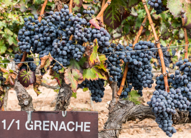 Grenache