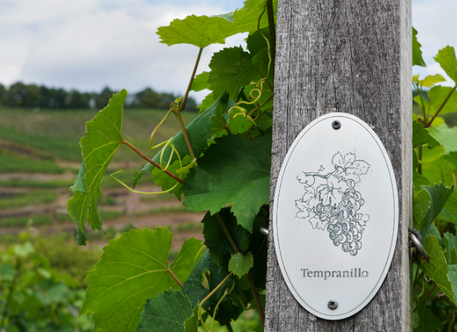 Tempranillo - Tinto Fino