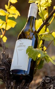 My Liefste | Sauvignon Blanc - Uitverkocht